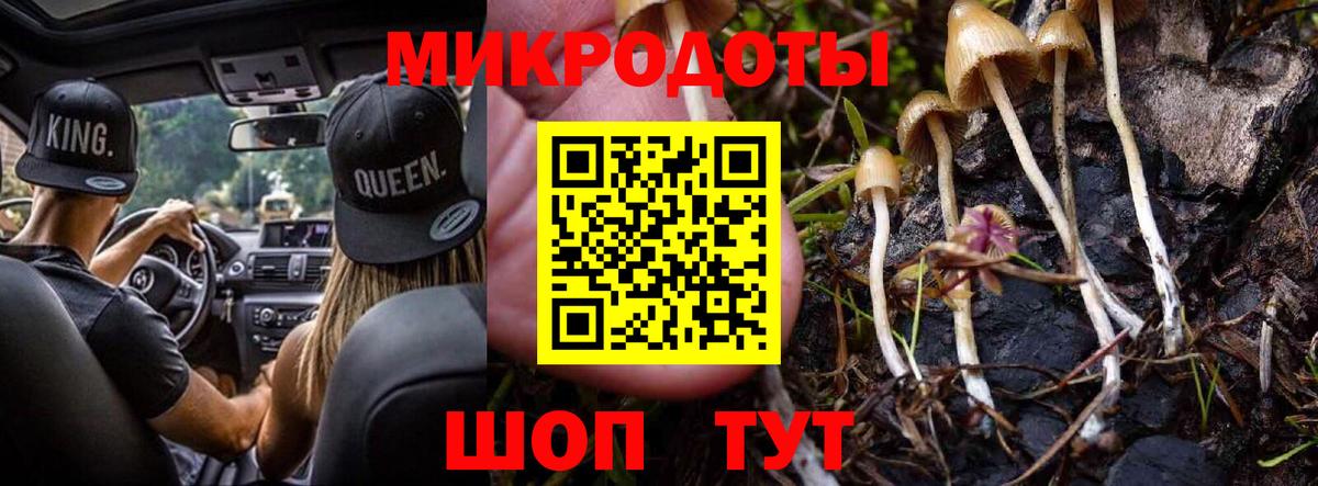 Галлюциногенные грибы Psilocybe Югорск